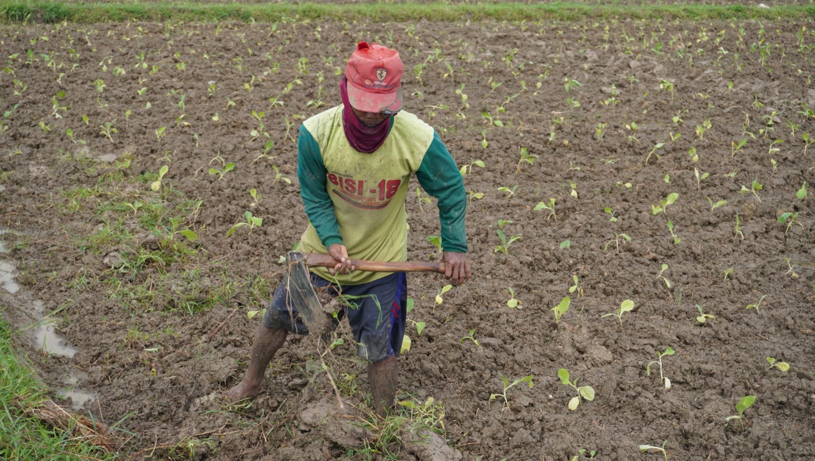 Hujan Dua Kali Beruntun, Tanaman Tembakau Banyak yang Rusak