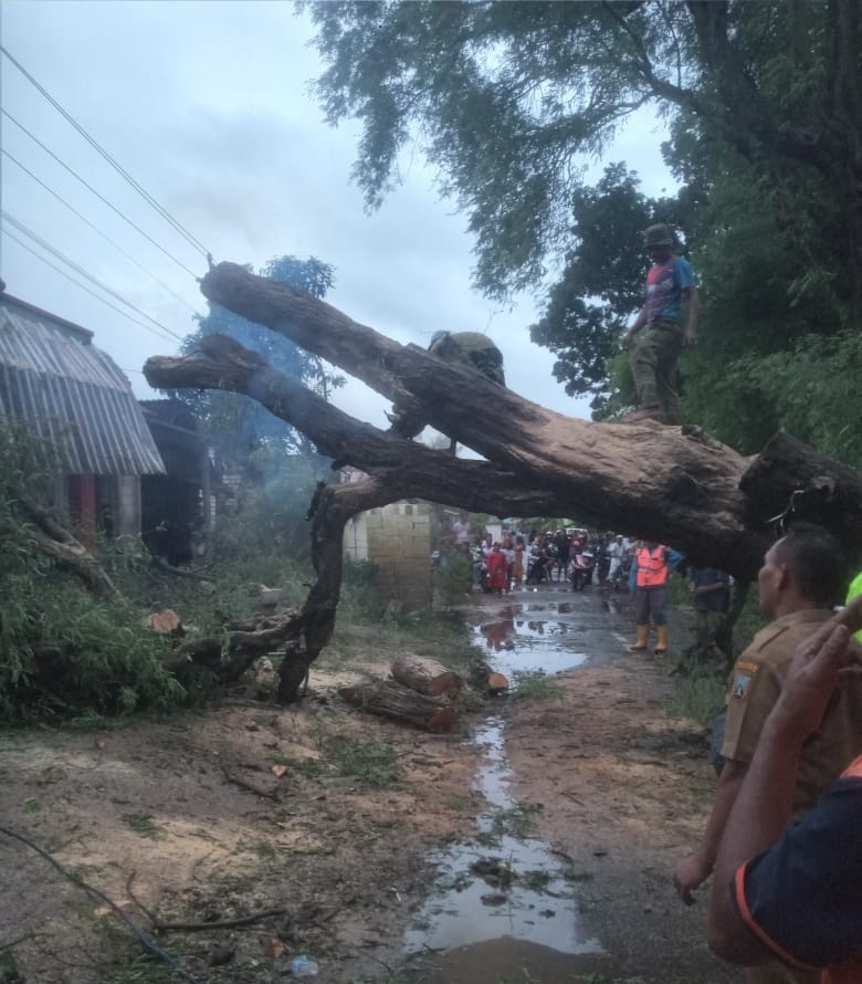 Cuaca ektrem, pohon rawan tumbang