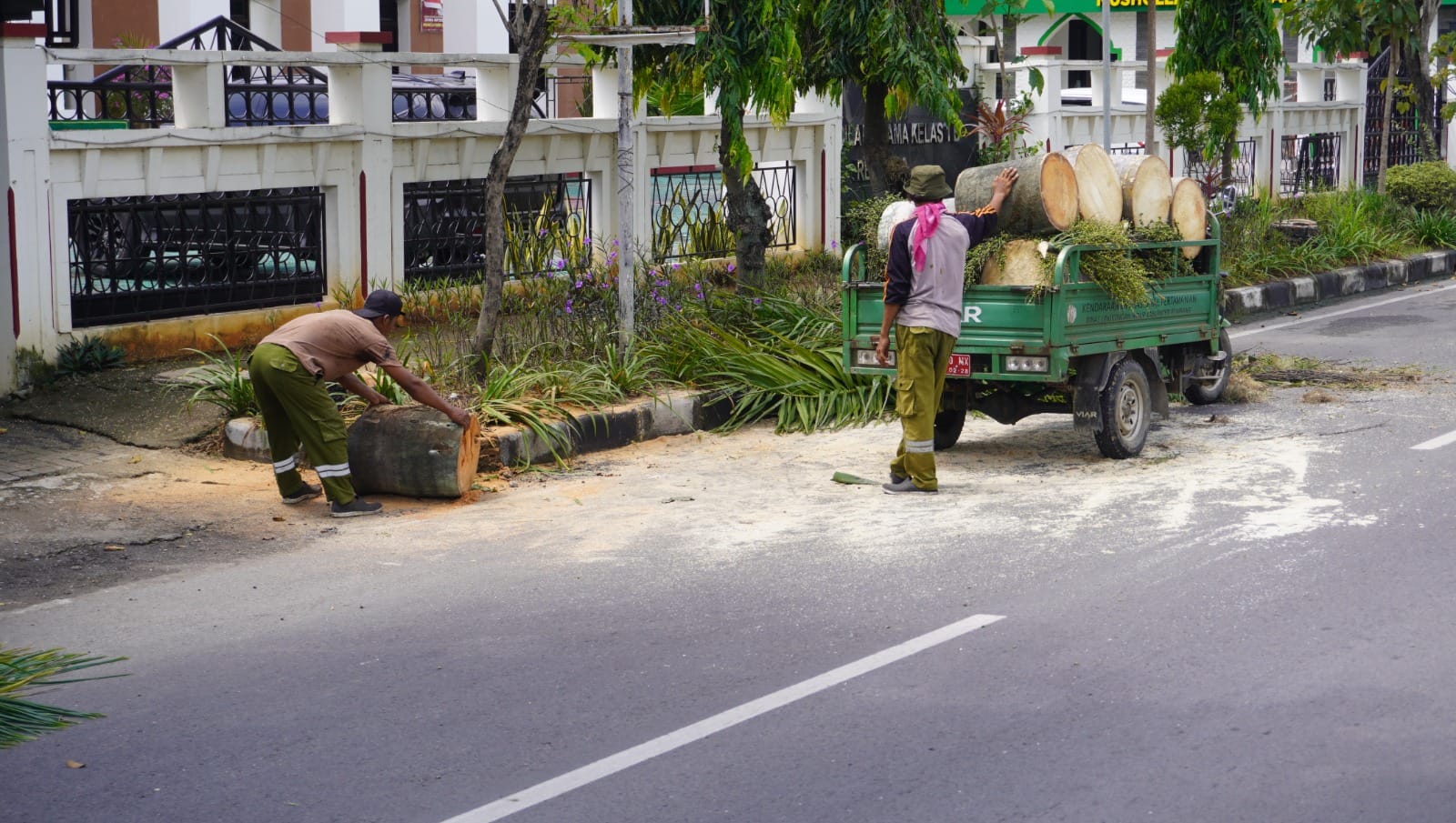 Dua Hari Terakhir, Puluhan Pohon Rawan Roboh Ditebang
