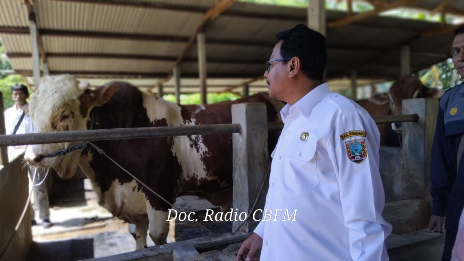 Sapi Qurban Presiden Prabowo dari Rembang bobotnya hampir 1 ton