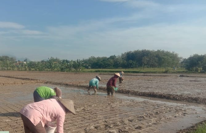 Tanam Ke-3, Petani Sale Pilih Gunakan Sistem Tabela