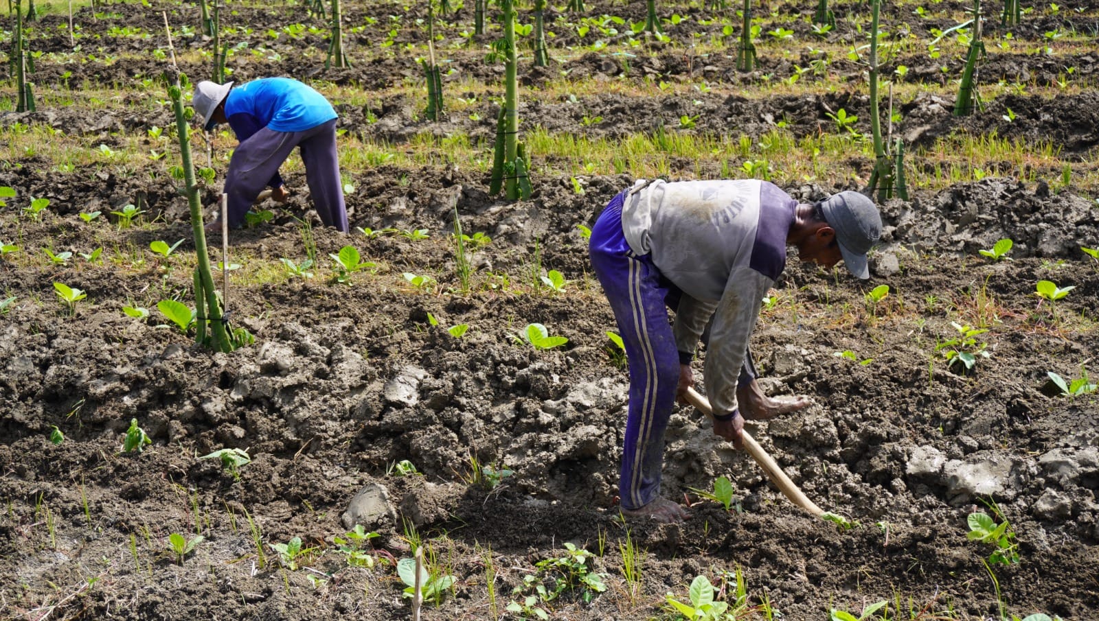 Petani di Desa Kuangsan Pilih Budidaya Buah Naga