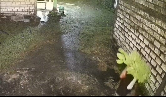 Maling Pisang Meresahkan Warga, Pelaku Terekam CCTV