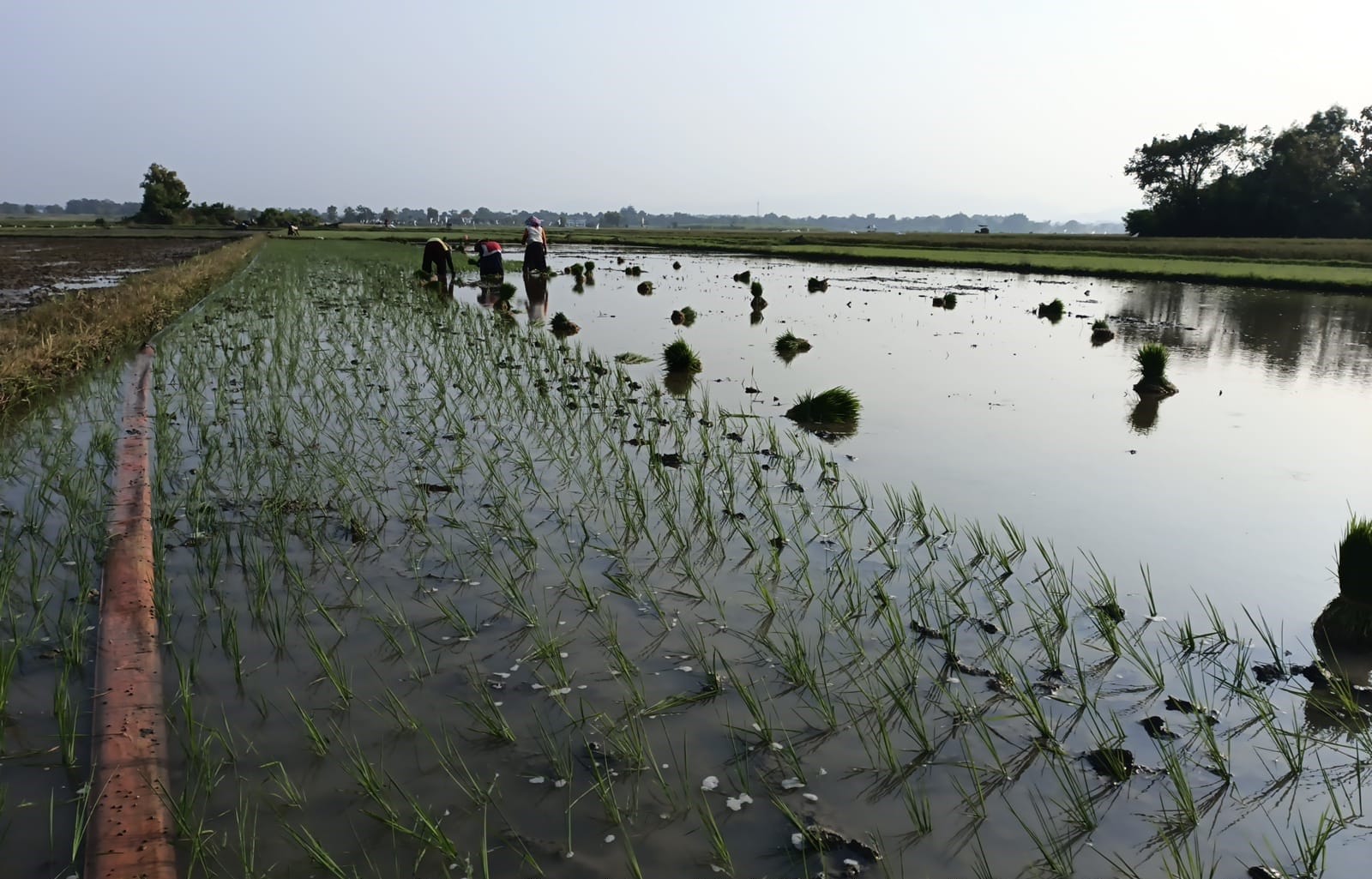 Berani Ambil Resiko, Petani di Rembang Mulai Tanam Padi ke-3