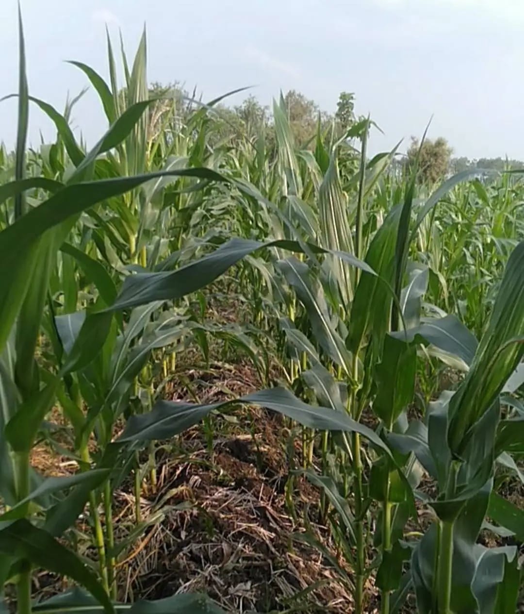 Rembang 5 besar produksi jagung di Jawa Tengah