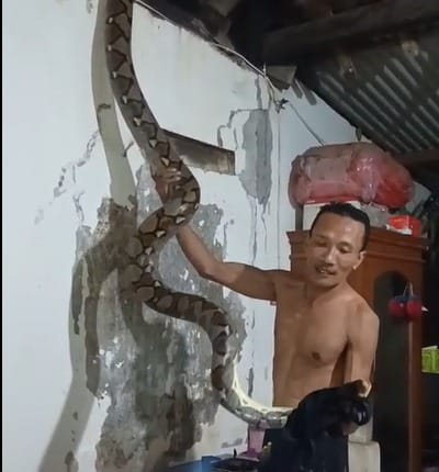 Ular Peliharaan Lepas Masuk Rumah Tetangga, Pemilik Rumah Kaget Masuk RS 3 Hari