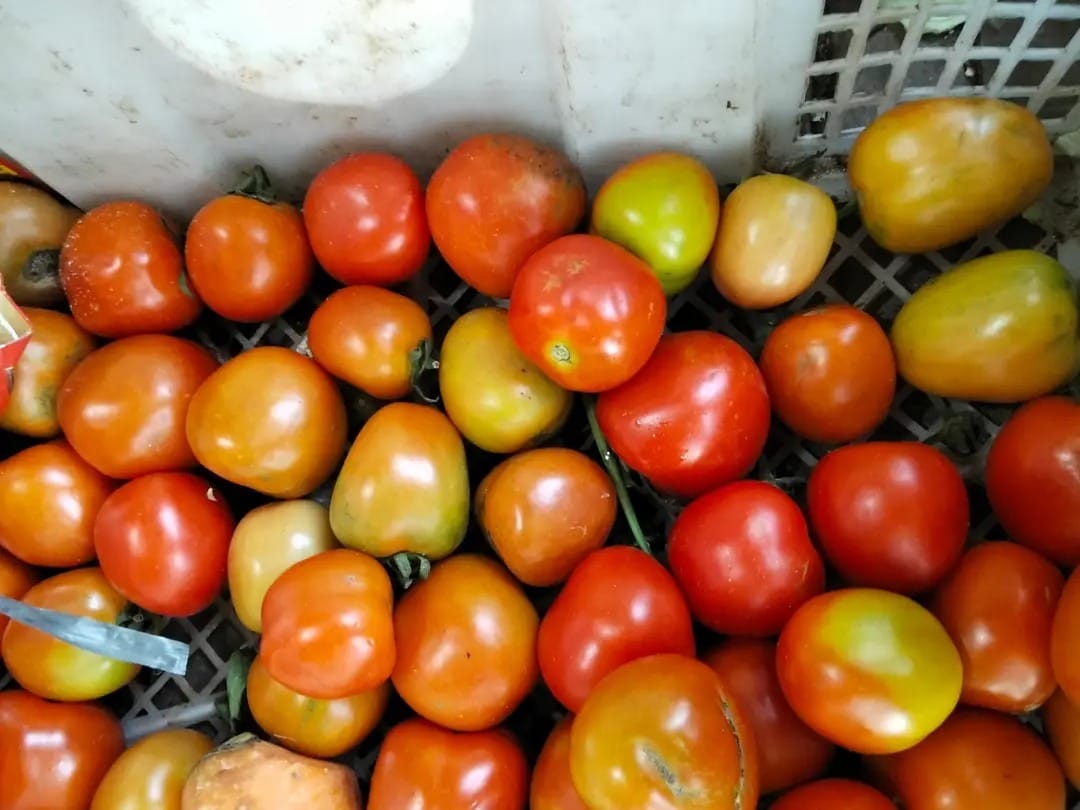 Harga Tomat jatuh, Dintanpan lakukan terobosan