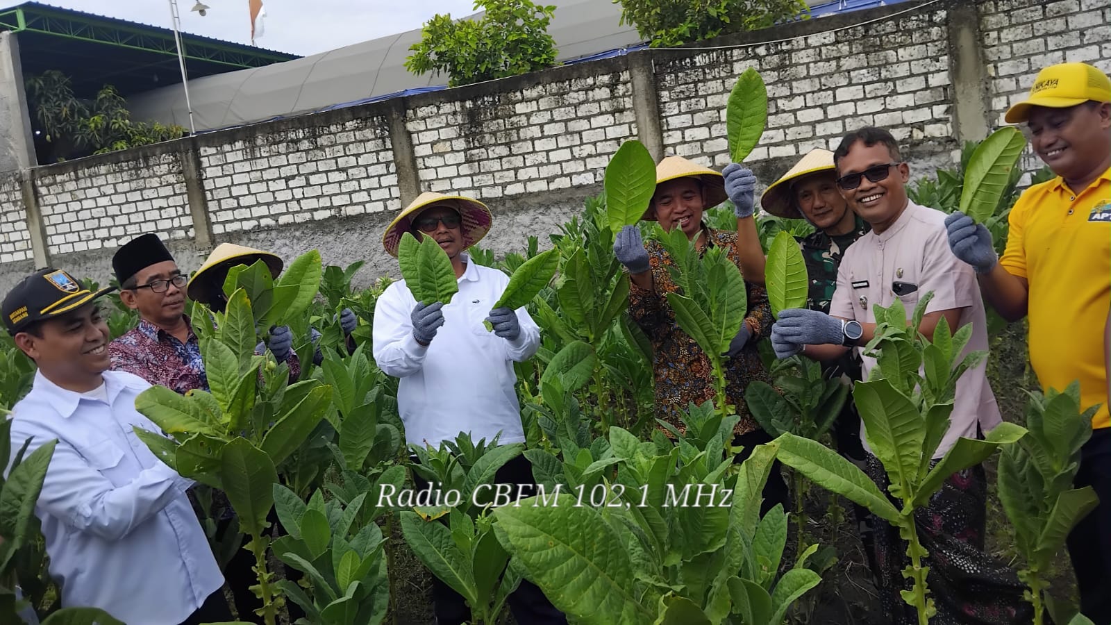 Petani Tembakau panen raya