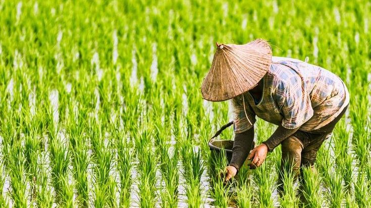 Petani di Kaliori sudah mulai tanam padi