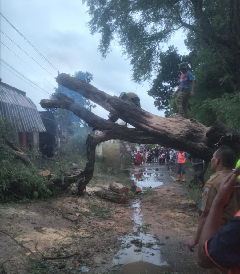 Cuaca ektrem, pohon rawan tumbang