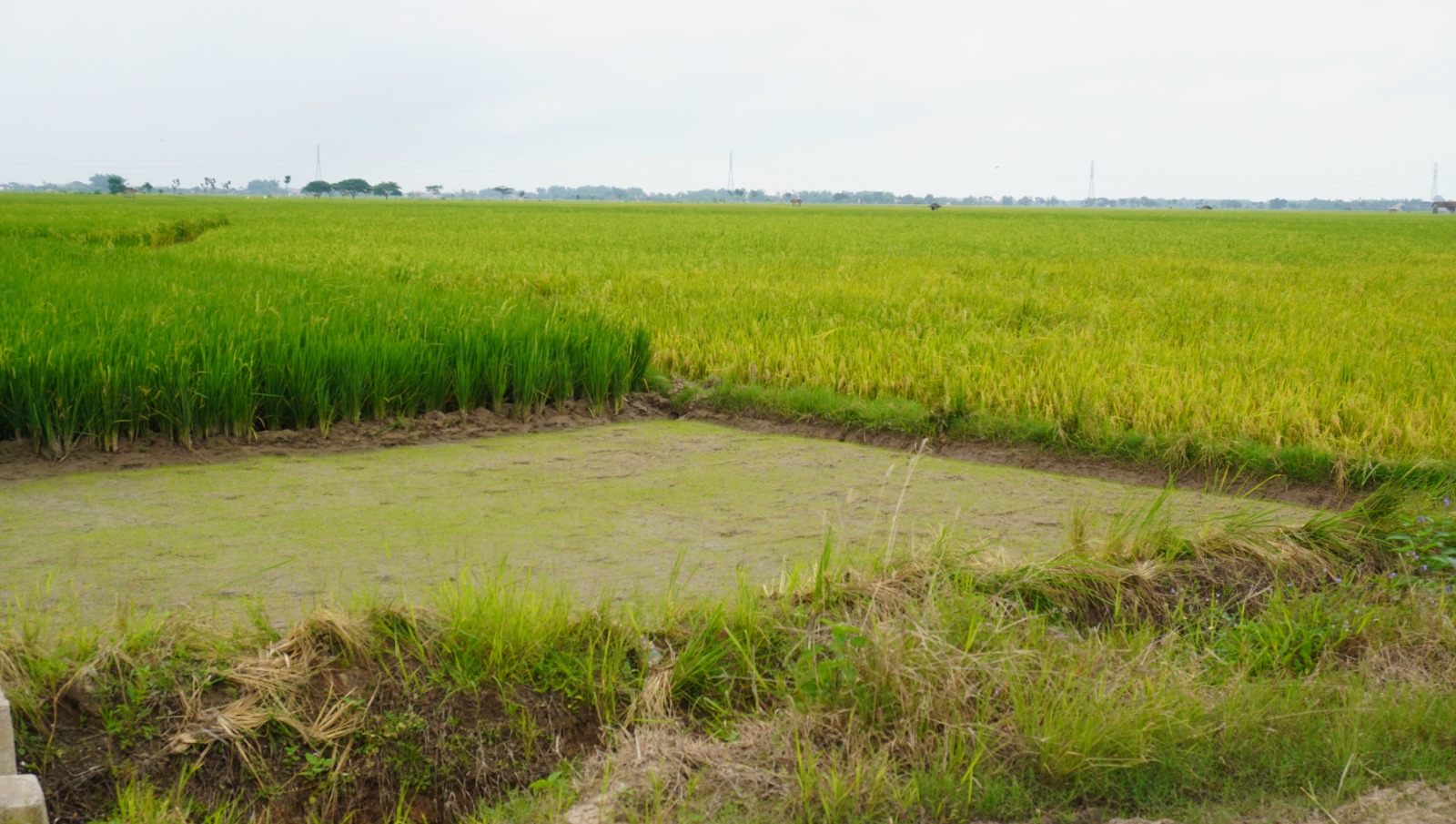 Harga Gabah Di Rembang Lampaui Harga Pembelian Pemerintah