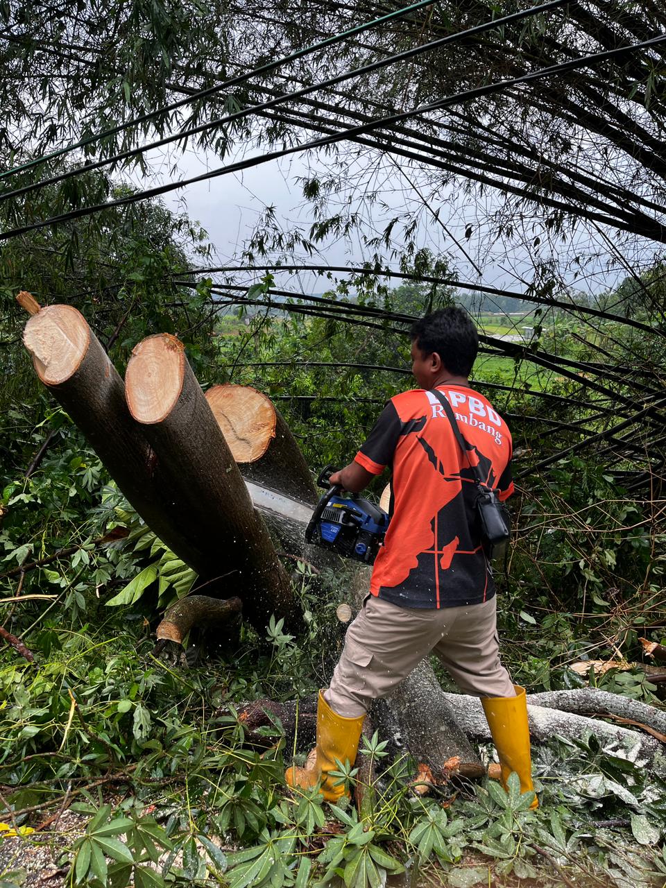 Rembang hujan, pohon tumbang di Gunem
