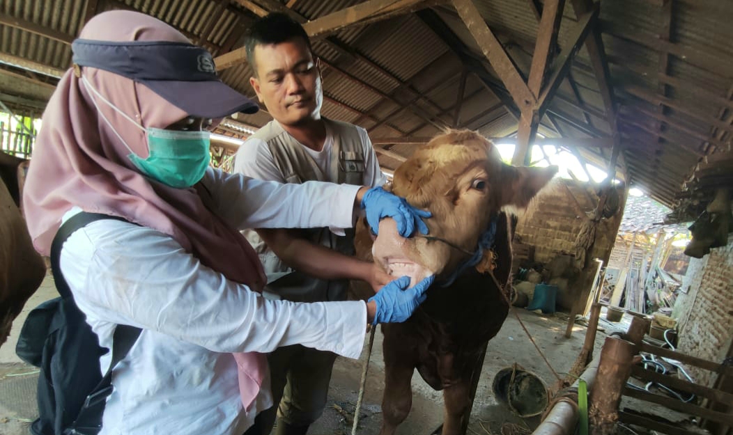 Pemkab Rembang Terjunkan Tim Pantau Hewan Kurban