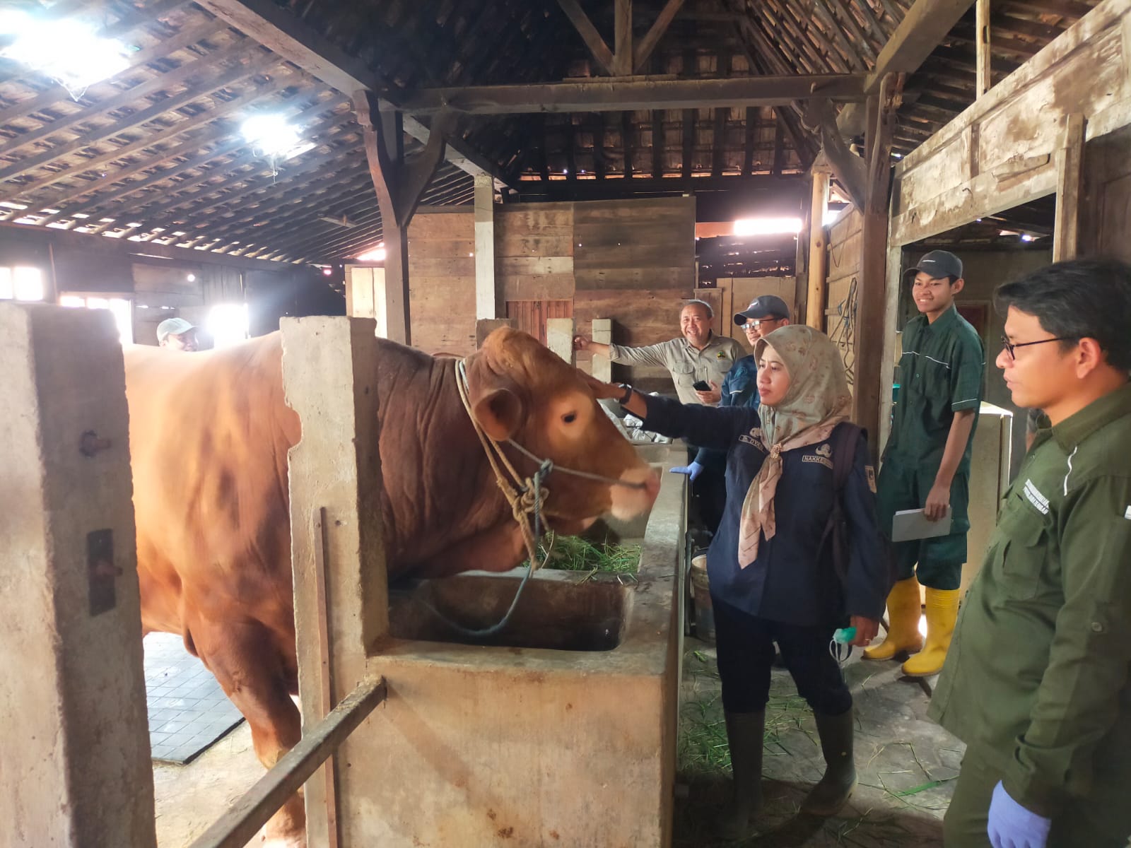 Sapi Limosin Milik Peternak Rembang Dibeli Presiden Prabowo Rp 113 Juta