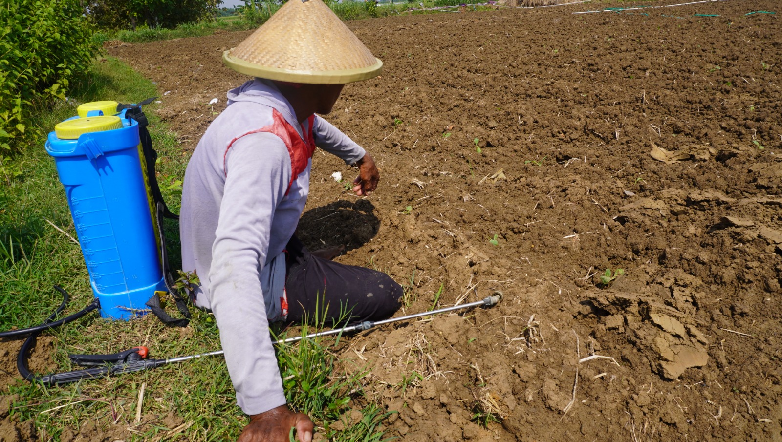 Begini Cara Petani Tembakau di Kuangsan Agar Tanaman Tetap Hidup Meski Terendam Air Hujan
