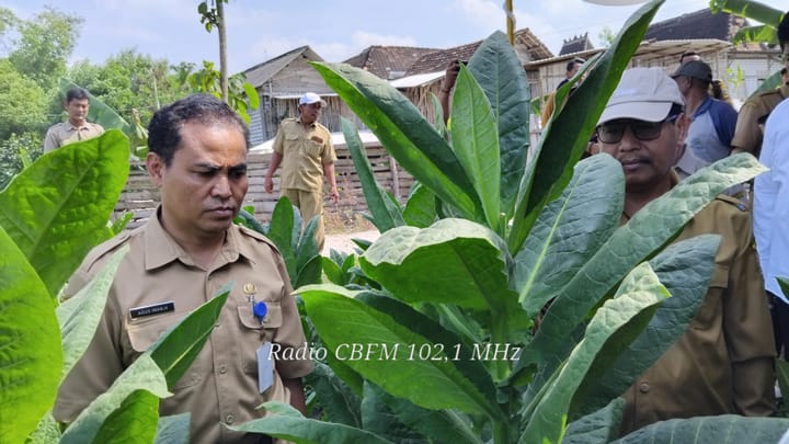 Petani Tembakau Rembang sumringah